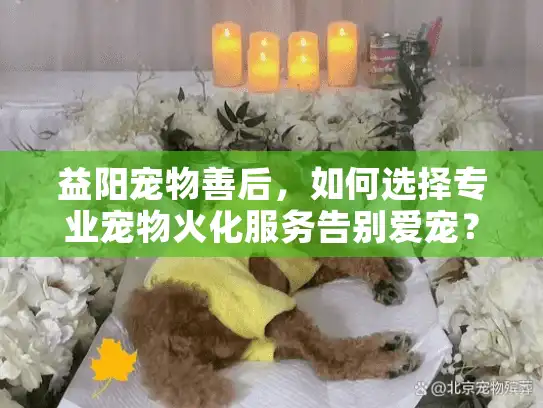 益阳宠物善后，如何选择专业宠物火化服务告别爱宠？
