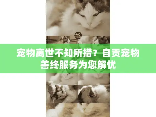 宠物离世不知所措？自贡宠物善终服务为您解忧