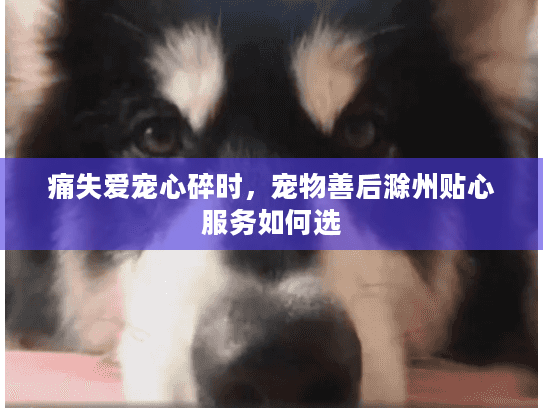 痛失爱宠心碎时，宠物善后滁州贴心服务如何选