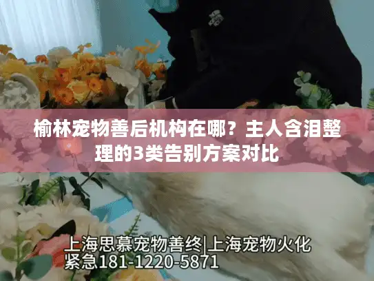 榆林宠物善后机构在哪?主人含泪整理的3类告别方案对比 榆林宠物善后机构在哪?主人含泪整理的3类告别方案对比