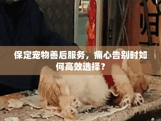 保定宠物善后服务，痛心告别时如何高效选择？