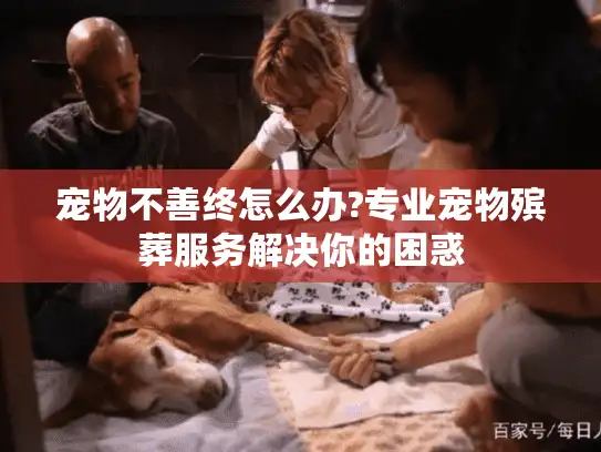 宠物不善终怎么办?专业宠物殡葬服务解决你的困惑
