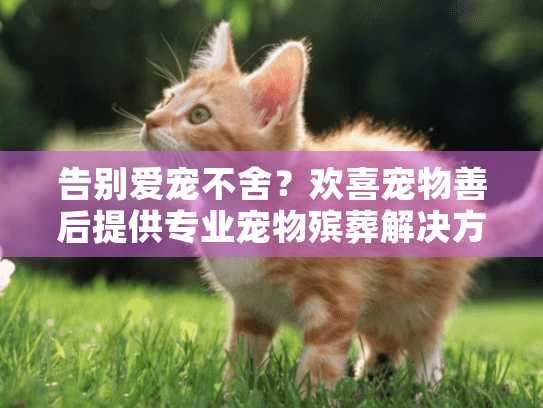 告别爱宠不舍？欢喜宠物善后提供专业宠物殡葬解决方案