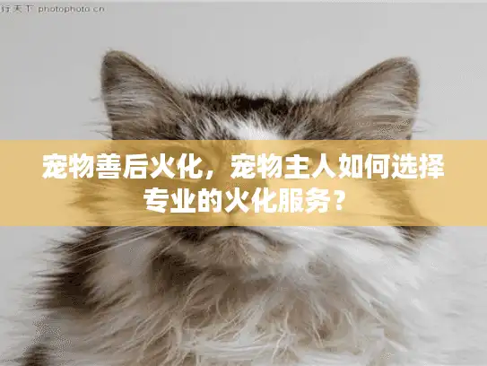 宠物善后火化，宠物主人如何选择专业的火化服务？