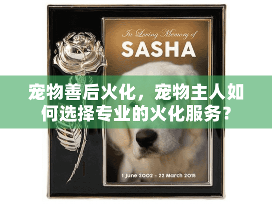宠物善后火化，宠物主人如何选择专业的火化服务？