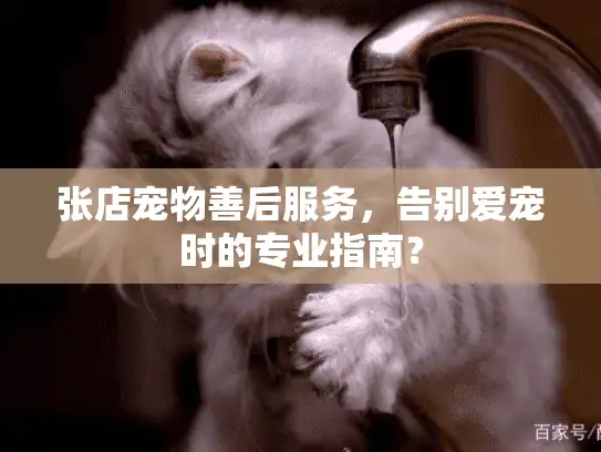 张店宠物善后服务，告别爱宠时的专业指南？