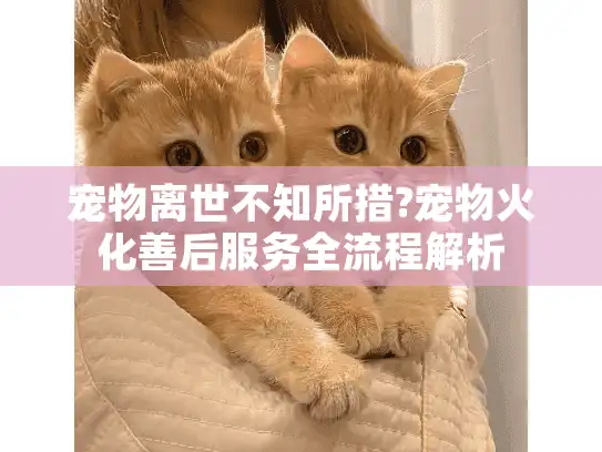 宠物离世不知所措?宠物火化善后服务全流程解析