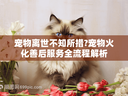 宠物离世不知所措?宠物火化善后服务全流程解析
