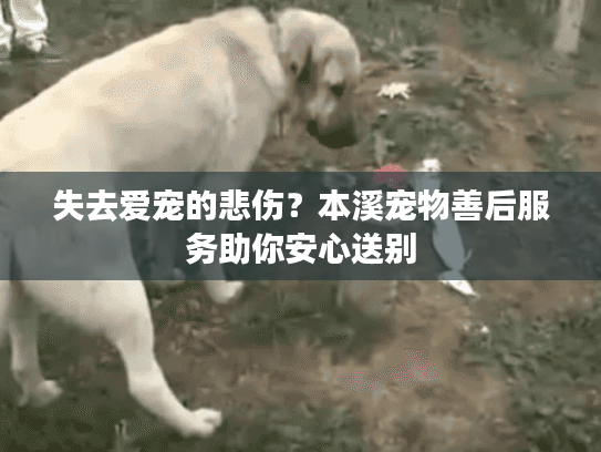 失去爱宠的悲伤？本溪宠物善后服务助你安心送别