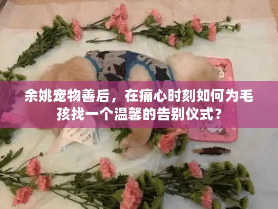 余姚宠物善后，在痛心时刻如何为毛孩找一个温馨的告别仪式？