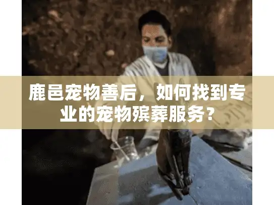 鹿邑宠物善后，如何找到专业的宠物殡葬服务？