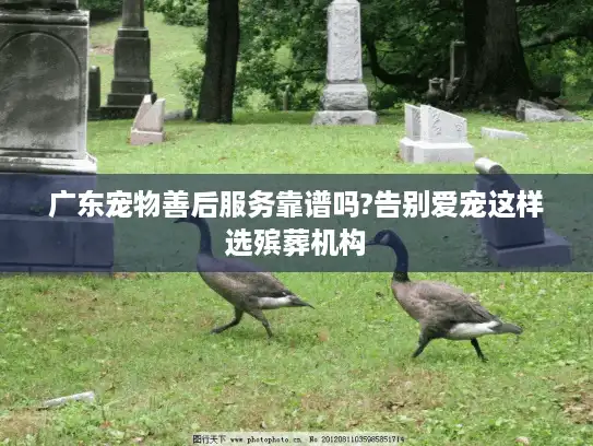 广东宠物善后服务靠谱吗?告别爱宠这样选殡葬机构