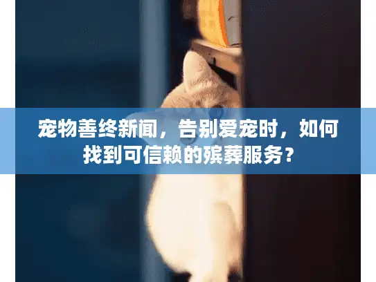 宠物善终新闻，告别爱宠时，如何找到可信赖的殡葬服务？