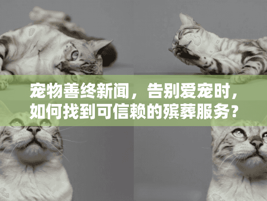 宠物善终新闻，告别爱宠时，如何找到可信赖的殡葬服务？