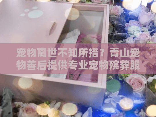 宠物离世不知所措?青山宠物善后提供专业宠物殡葬服务 宠物离世不知所措?青山宠物善后提供专业宠物殡葬服务