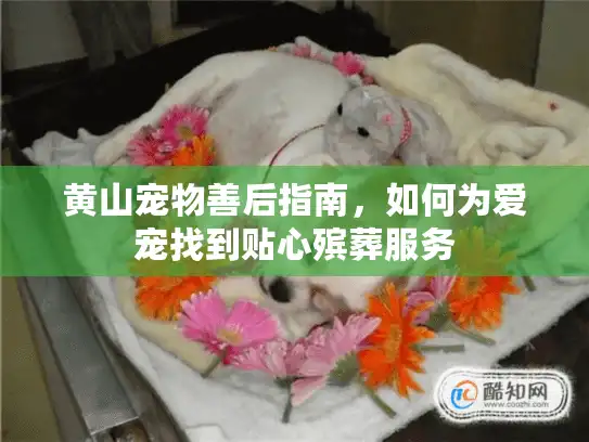 黄山宠物善后指南,如何为爱宠找到贴心殡葬服务 黄山宠物善后指南,如何为爱宠找到贴心殡葬服务