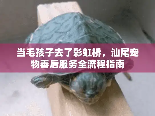 当毛孩子去了彩虹桥，汕尾宠物善后服务全流程指南