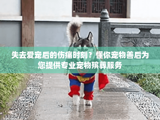 失去爱宠后的伤痛时刻?懂你宠物善后为您提供专业宠物殡葬服务 失去爱宠后的伤痛时刻?懂你宠物善后为您提供专业宠物殡葬服务
