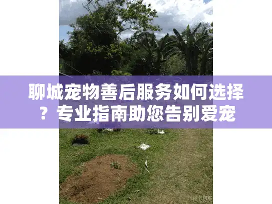 聊城宠物善后服务如何选择?专业指南助您告别爱宠 聊城宠物善后服务如何选择?专业指南助您告别爱宠