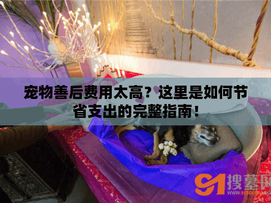 宠物善后费用太高？这里是如何节省支出的完整指南！