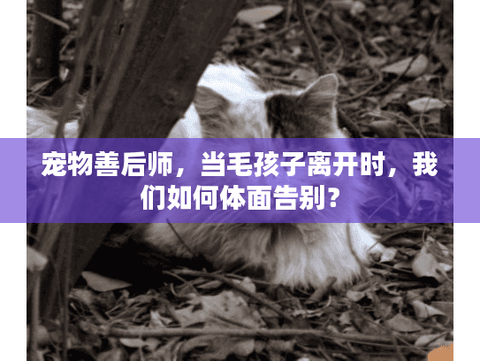 宠物善后师，当毛孩子离开时，我们如何体面告别？