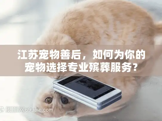 江苏宠物善后，如何为你的宠物选择专业殡葬服务？