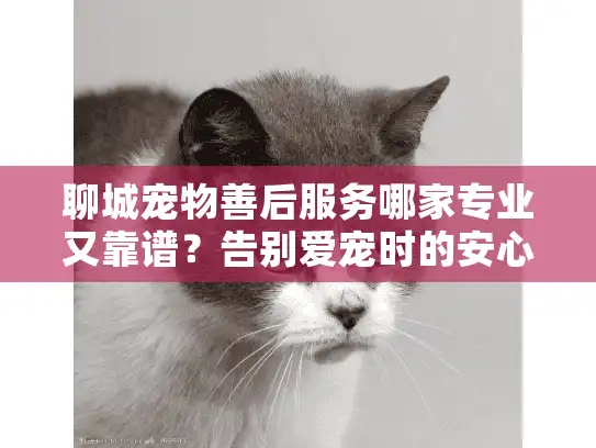 聊城宠物善后服务哪家专业又靠谱？告别爱宠时的安心选择