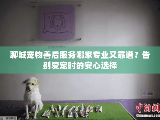 聊城宠物善后服务哪家专业又靠谱？告别爱宠时的安心选择