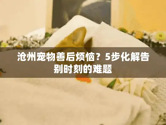 沧州宠物善后烦恼？5步化解告别时刻的难题