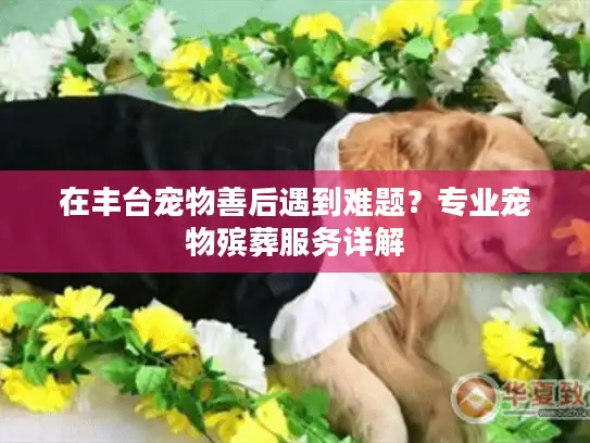 在丰台宠物善后遇到难题？专业宠物殡葬服务详解