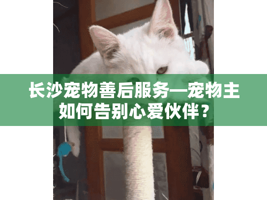 长沙宠物善后服务—宠物主如何告别心爱伙伴？