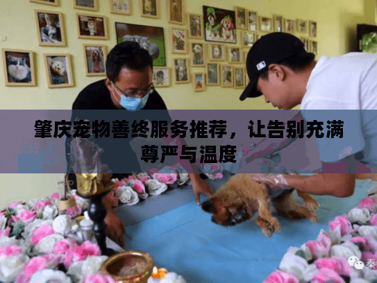 肇庆宠物善终服务推荐，让告别充满尊严与温度