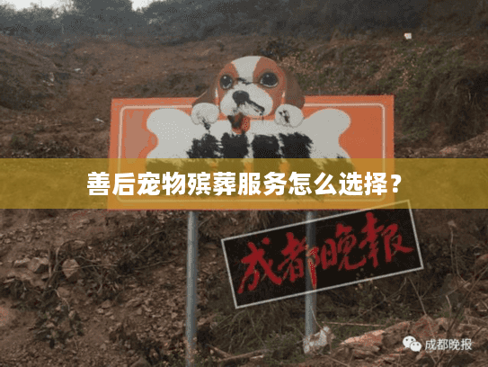 善后宠物殡葬服务怎么选择？