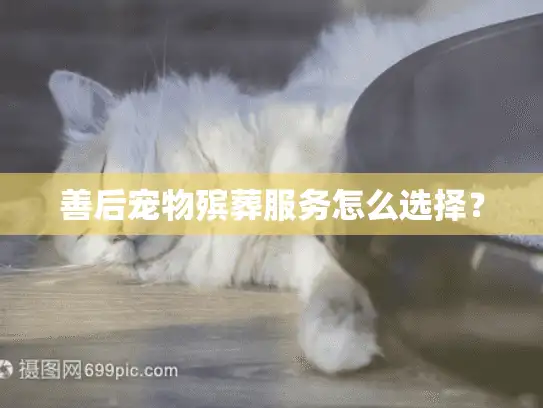 善后宠物殡葬服务怎么选择？