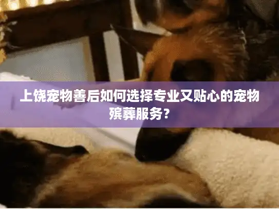 上饶宠物善后如何选择专业又贴心的宠物殡葬服务？
