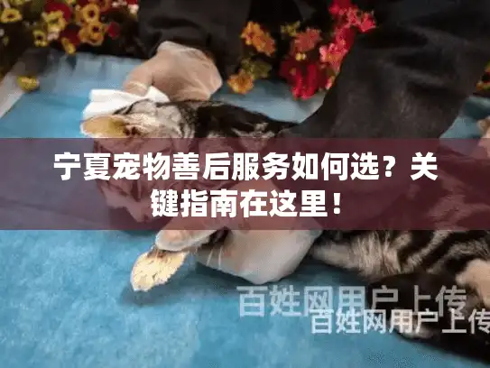 宁夏宠物善后服务如何选?关键指南在这里! 宁夏宠物善后服务如何选?关键指南在这里!