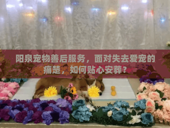 阳泉宠物善后服务，面对失去爱宠的痛楚，如何贴心安葬？