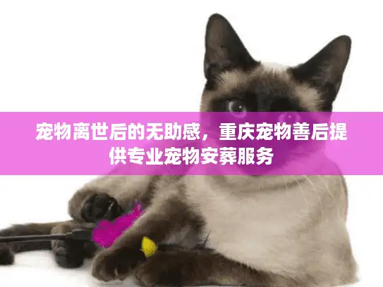 宠物离世后的无助感,重庆宠物善后提供专业宠物安葬服务 宠物离世后的无助感,重庆宠物善后提供专业宠物安葬服务