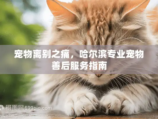 宠物离别之痛，哈尔滨专业宠物善后服务指南