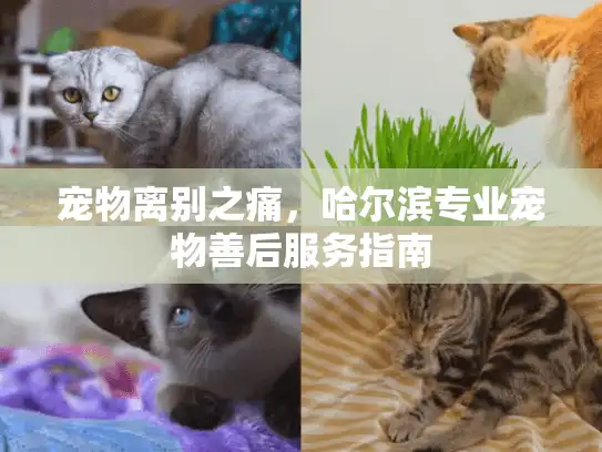 宠物离别之痛，哈尔滨专业宠物善后服务指南
