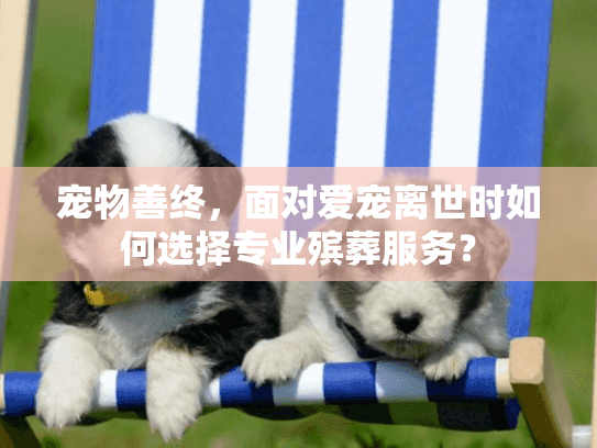 宠物善终，面对爱宠离世时如何选择专业殡葬服务？