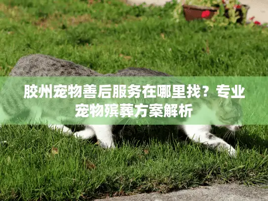 胶州宠物善后服务在哪里找？专业宠物殡葬方案解析