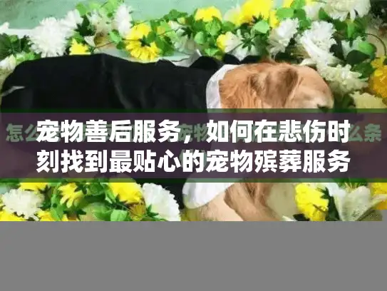宠物善后服务，如何在悲伤时刻找到最贴心的宠物殡葬服务？