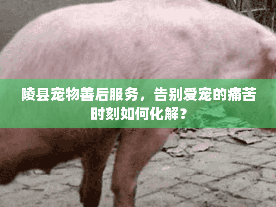 陵县宠物善后服务，告别爱宠的痛苦时刻如何化解？