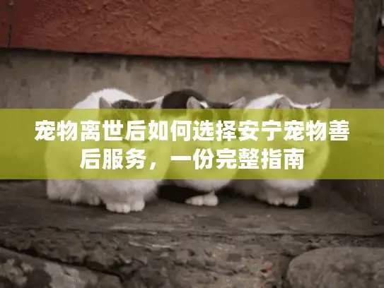 宠物离世后如何选择安宁宠物善后服务，一份完整指南