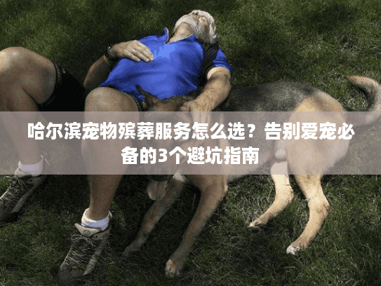 哈尔滨宠物殡葬服务怎么选？告别爱宠必备的3个避坑指南