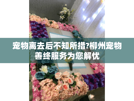 宠物离去后不知所措?柳州宠物善终服务为您解忧 宠物离去后不知所措?柳州宠物善终服务为您解忧