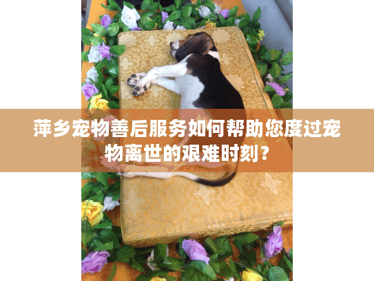 萍乡宠物善后服务如何帮助您度过宠物离世的艰难时刻？