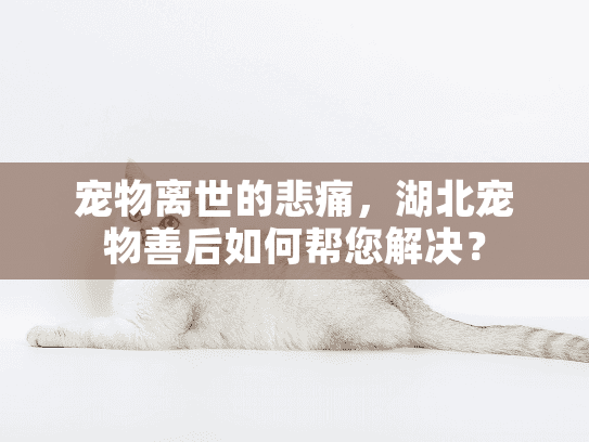 宠物离世的悲痛,湖北宠物善后如何帮您解决? 宠物离世的悲痛,湖北宠物善后如何帮您解决?