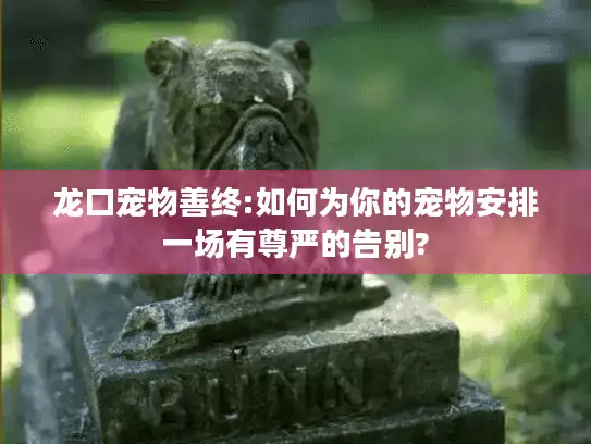 龙口宠物善终:如何为你的宠物安排一场有尊严的告别?